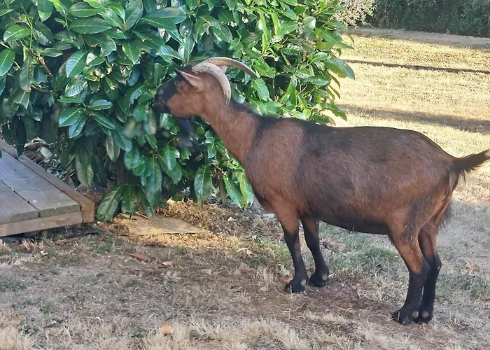 Chez Maika Et Etienne * Saint-Geniez-dʼOlt